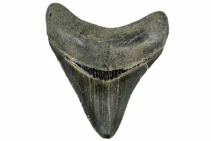 Serrated, Juvenile Megalodon Tooth - North Carolina #307314